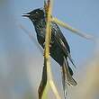 Drongo bronzé