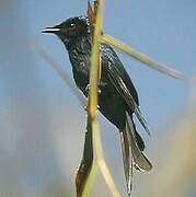 Bronzed Drongo