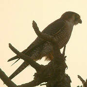 Red-necked Falcon