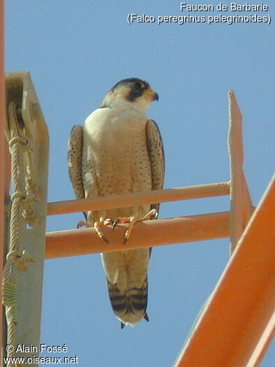 Barbary Falcon