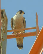 Peregrine Falcon (pelegrinoides)