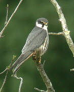 Eurasian Hobby