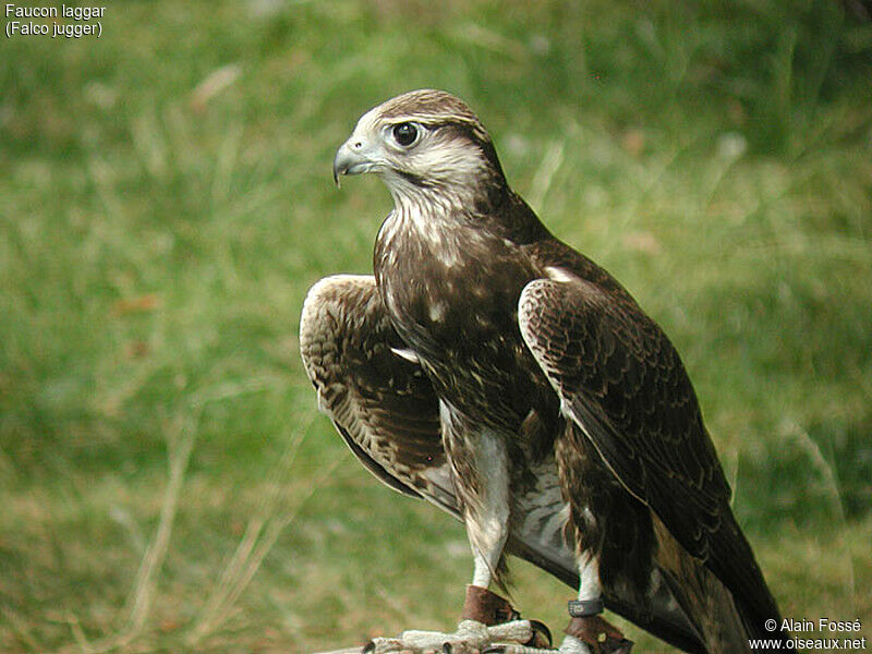 Laggar Falcon