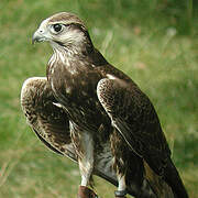 Laggar Falcon