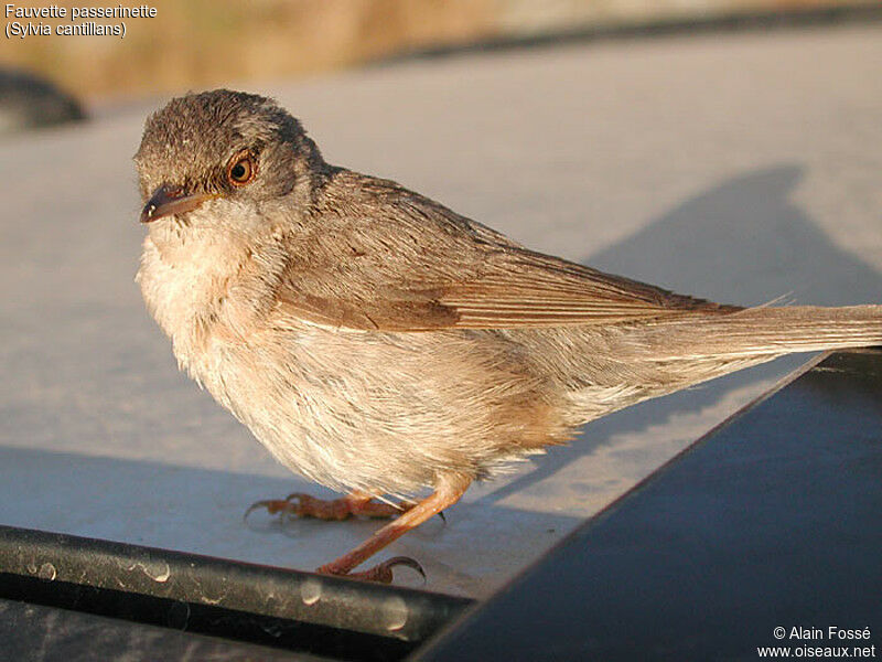 Western Subalpine Warbler