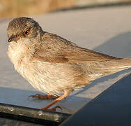 Western Subalpine Warbler