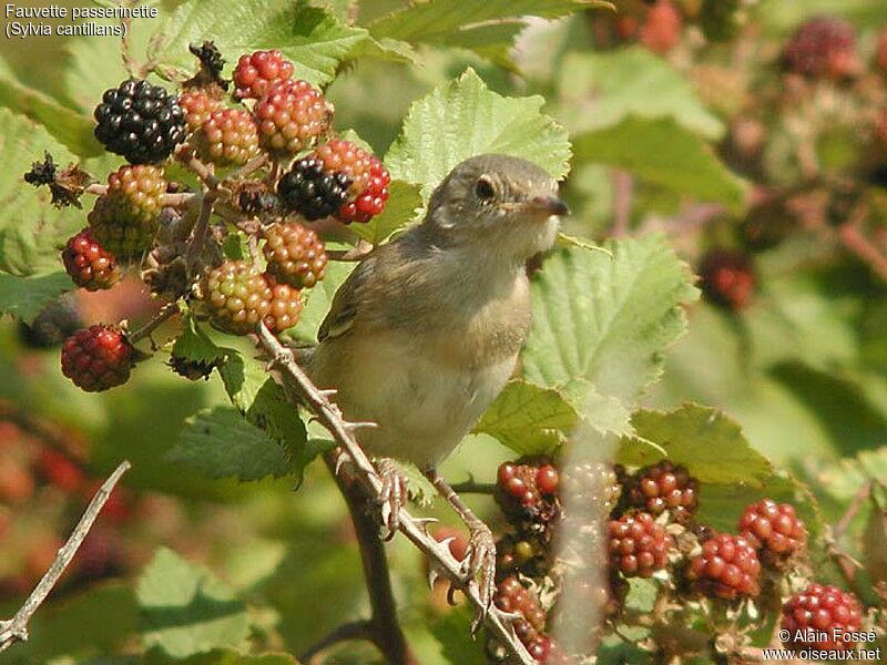 Subalpine Warbler