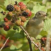 Subalpine Warbler