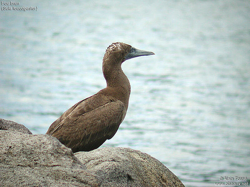 Brown Booby