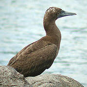 Brown Booby