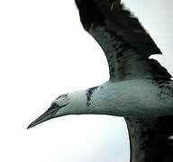 Northern Gannet