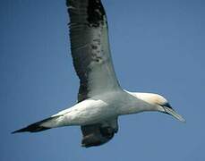 Northern Gannet