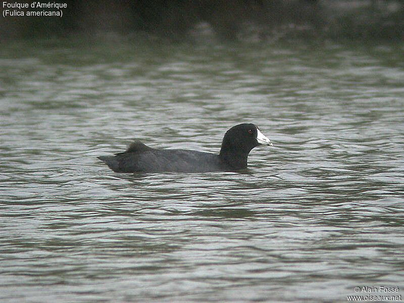 American Coot