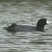 American Coot