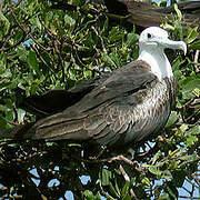 Magnificent Frigatebird