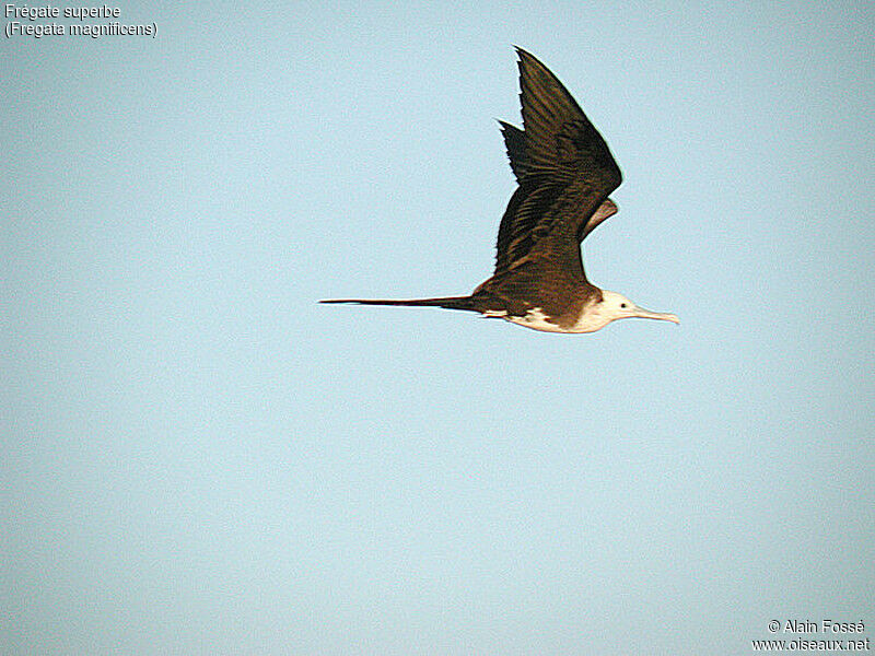 Magnificent Frigatebird