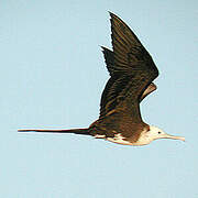 Magnificent Frigatebird