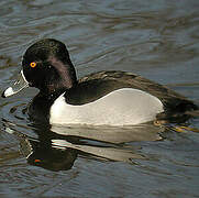 Ring-necked Duck