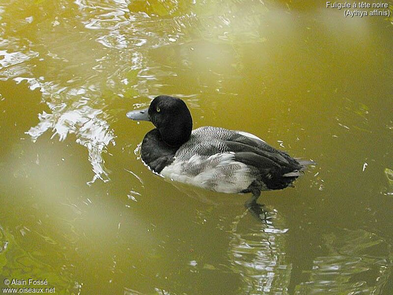 Fuligule à tête noire