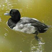 Fuligule à tête noire