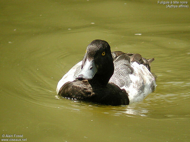 Lesser Scaup