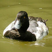 Lesser Scaup