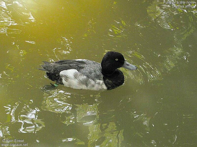 Fuligule à tête noire