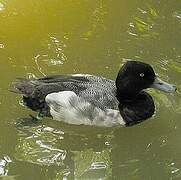 Lesser Scaup