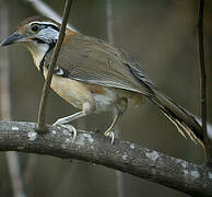 Greater Necklaced Laughingthrush