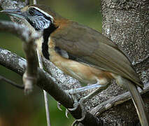 Greater Necklaced Laughingthrush