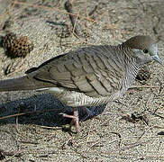 Zebra Dove