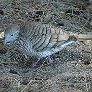 Zebra Dove