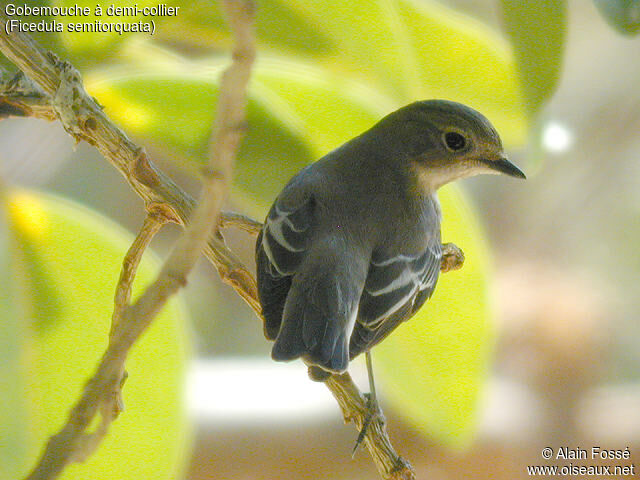 Semicollared Flycatcher