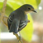 Semicollared Flycatcher