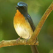 Chinese Blue Flycatcher