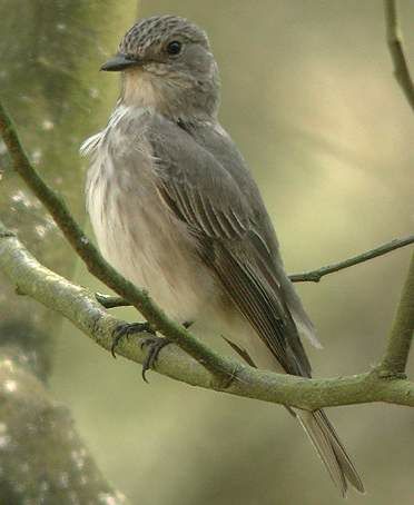 Spotted Flycatcher