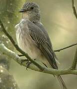 Spotted Flycatcher