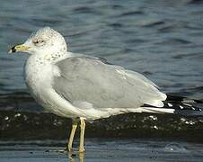 Ring-billed Gull