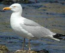 European Herring Gull