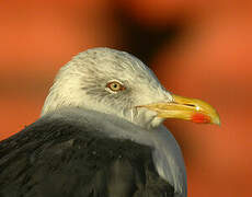 Lesser Black-backed Gull