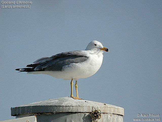 Armenian Gull