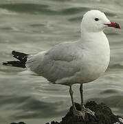 Audouin's Gull