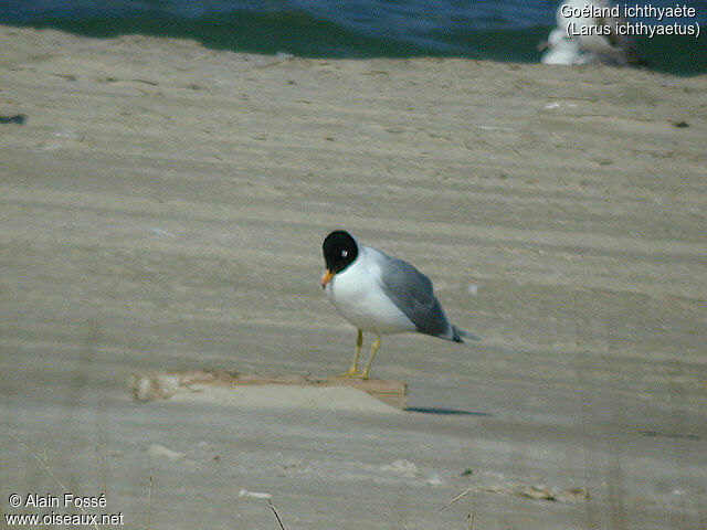 Pallas's Gull