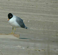 Pallas's Gull