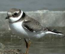 Common Ringed Plover