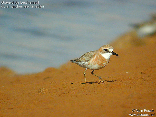 Greater Sand Plover