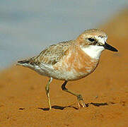 Greater Sand Plover