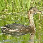 Little Grebe