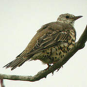 Mistle Thrush