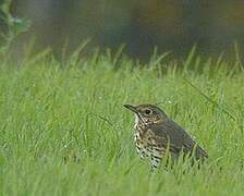 Song Thrush